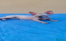 Sphynx gatos en venta: Nueva camada de gatitos sphynx  - Imagen 15