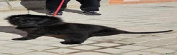 Pastor Alemán perros en venta: Pastor alemán de pelo largo - Anuncio 4