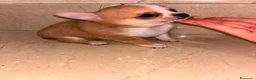 Chihuahua perros en venta: Chihuahua toy  - Anuncio 2