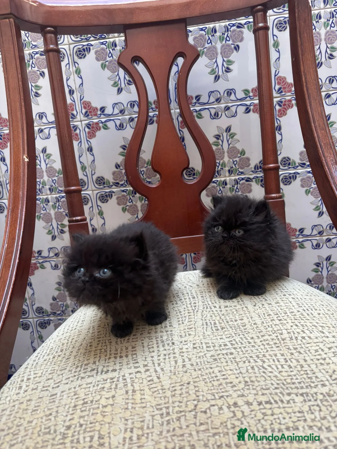 Persa gatos en venta: PERSA  - Anuncio 1