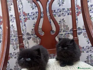 Persa gatos PERSA - Anuncio 2