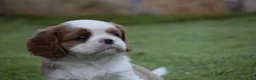 Cavalier King Charles Spaniel perros en venta: cachorro calidad compañia - Anuncio 6