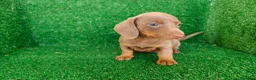 Teckel Miniatura perros en venta: Teckel miniatura  - Anuncio 22