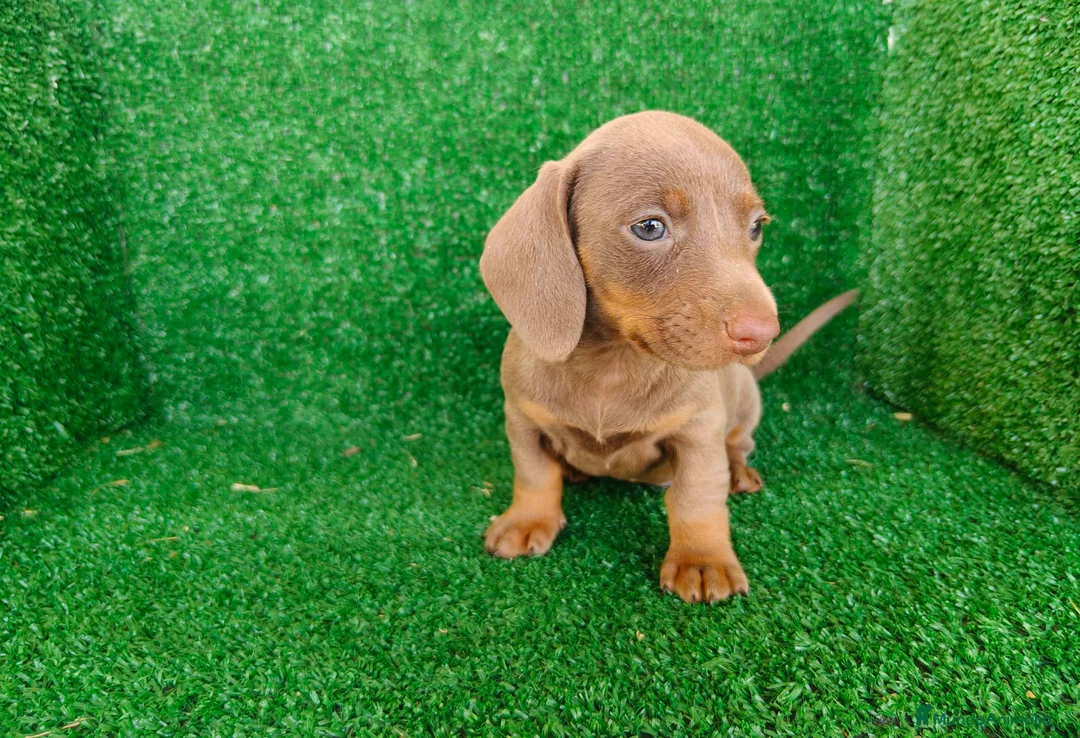 Teckel Miniatura perros en venta: Teckel miniatura  - Anuncio 22