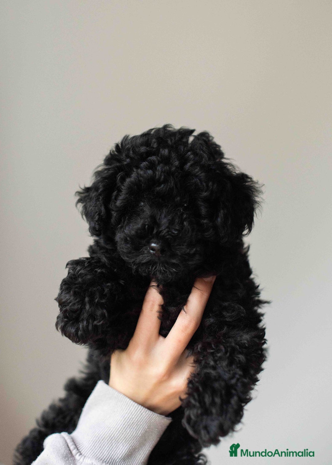 Caniche Toy perros en venta: Caniche toy negro - Anuncio 8