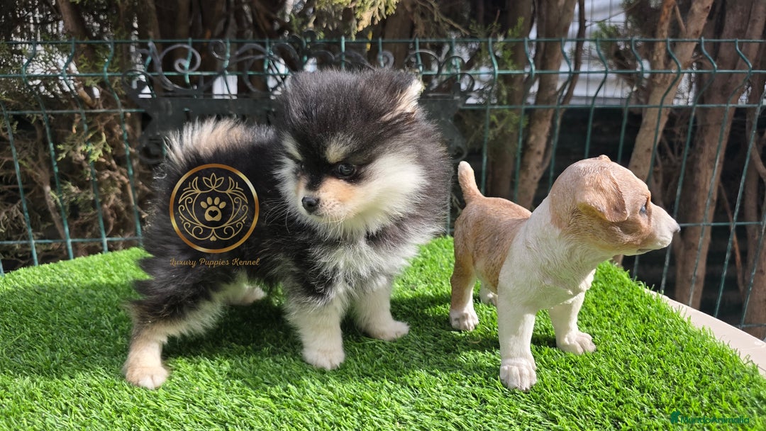 Pomsky perros en venta: Pomsky miniatiras 2/3 kg - Anuncio 6