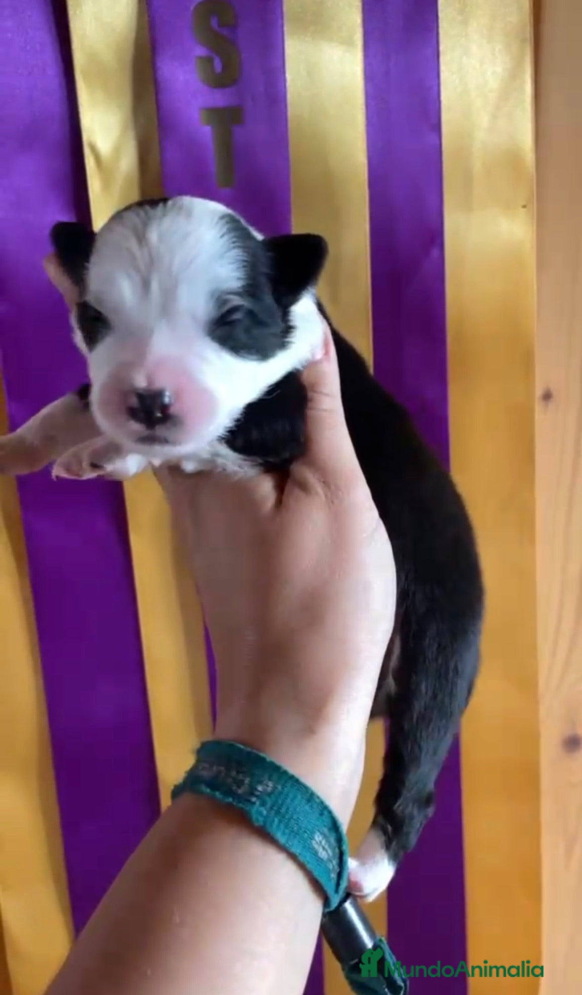 Border Collie perros Se venden cachorros Border Collie!!! - Anuncio 2