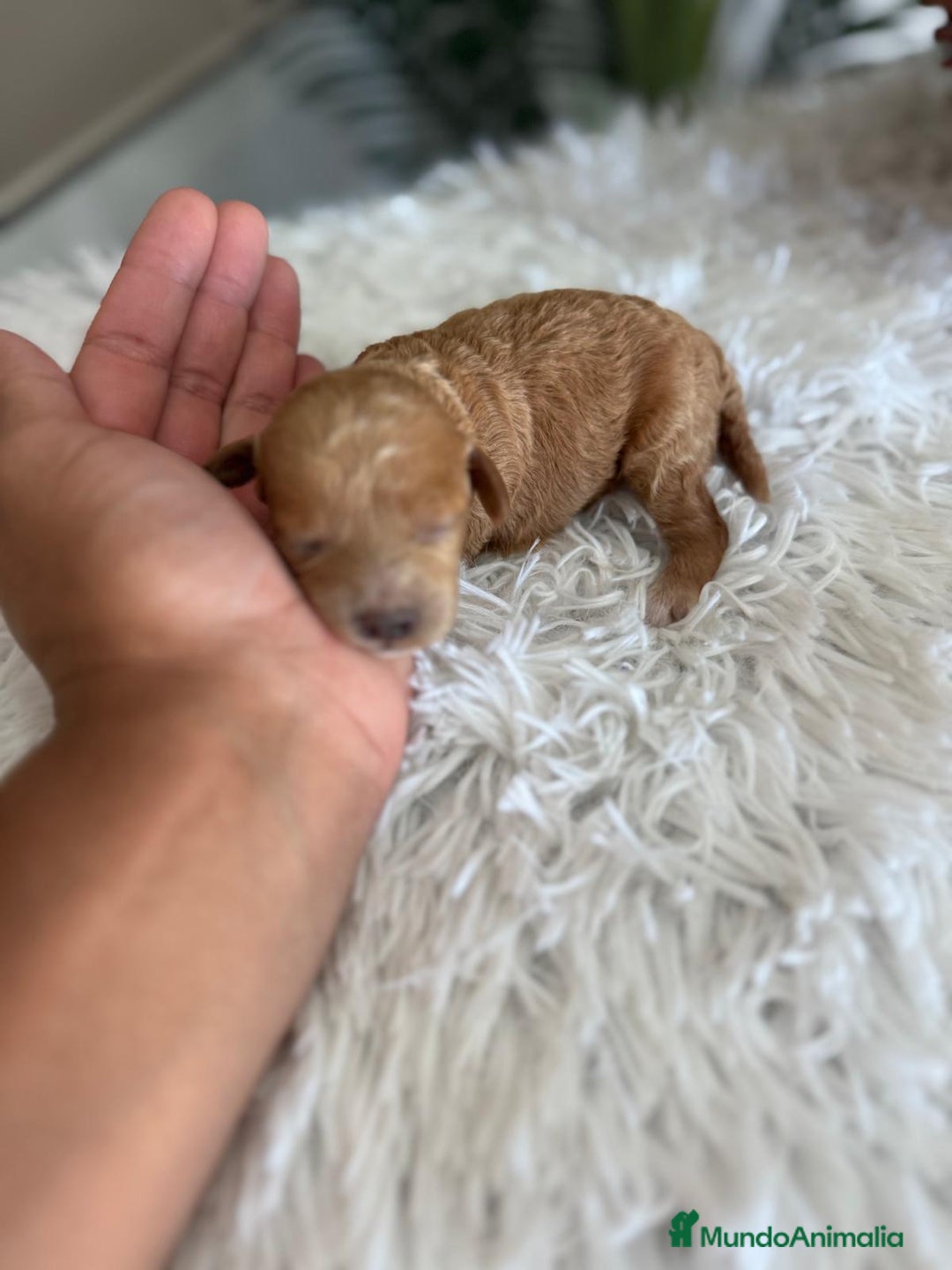 Caniche Toy perros en venta: CANICHE TOY HEMBRA - Imagen 3