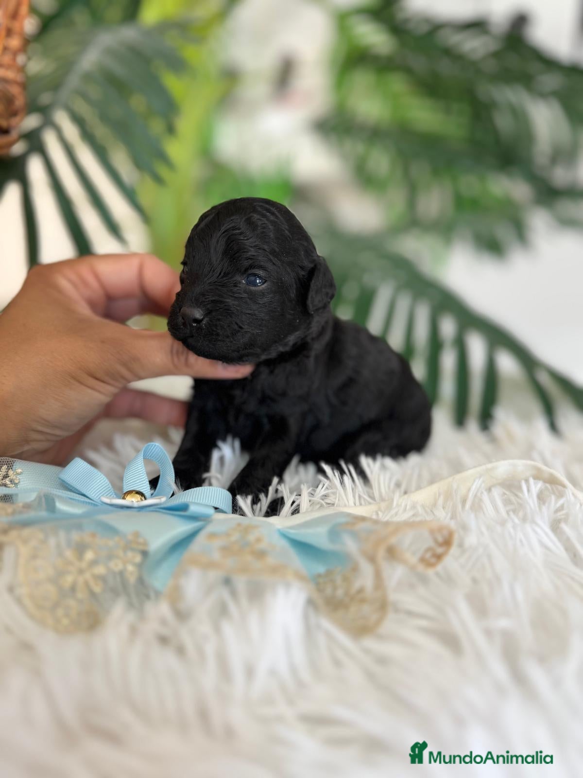 Caniche Toy perros CANICHE TOY - Anuncio 2