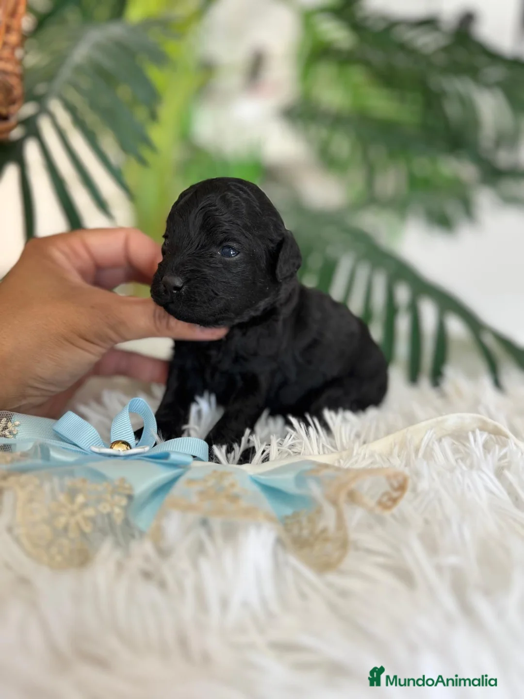 Caniche Toy perros en venta: CANICHE TOY - Anuncio 1