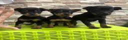 Pinscher Miniatura perros en venta: Pincher mini - Anuncio 2