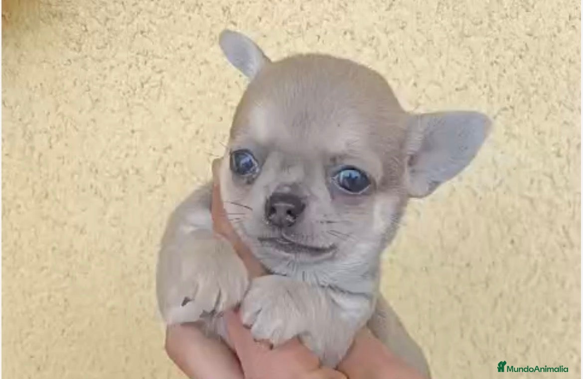 Chihuahua perros Chihuhua macho  - Anuncio 2