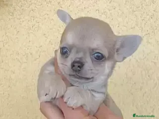 Chihuahua perros Chihuhua macho - Anuncio 3