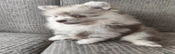 Spitz pequeño - Kleinspitz perros en venta: Spitz pequeño  - Anuncio 4