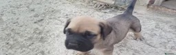Cane Corso perros en venta: Cane corso  - Anuncio 8