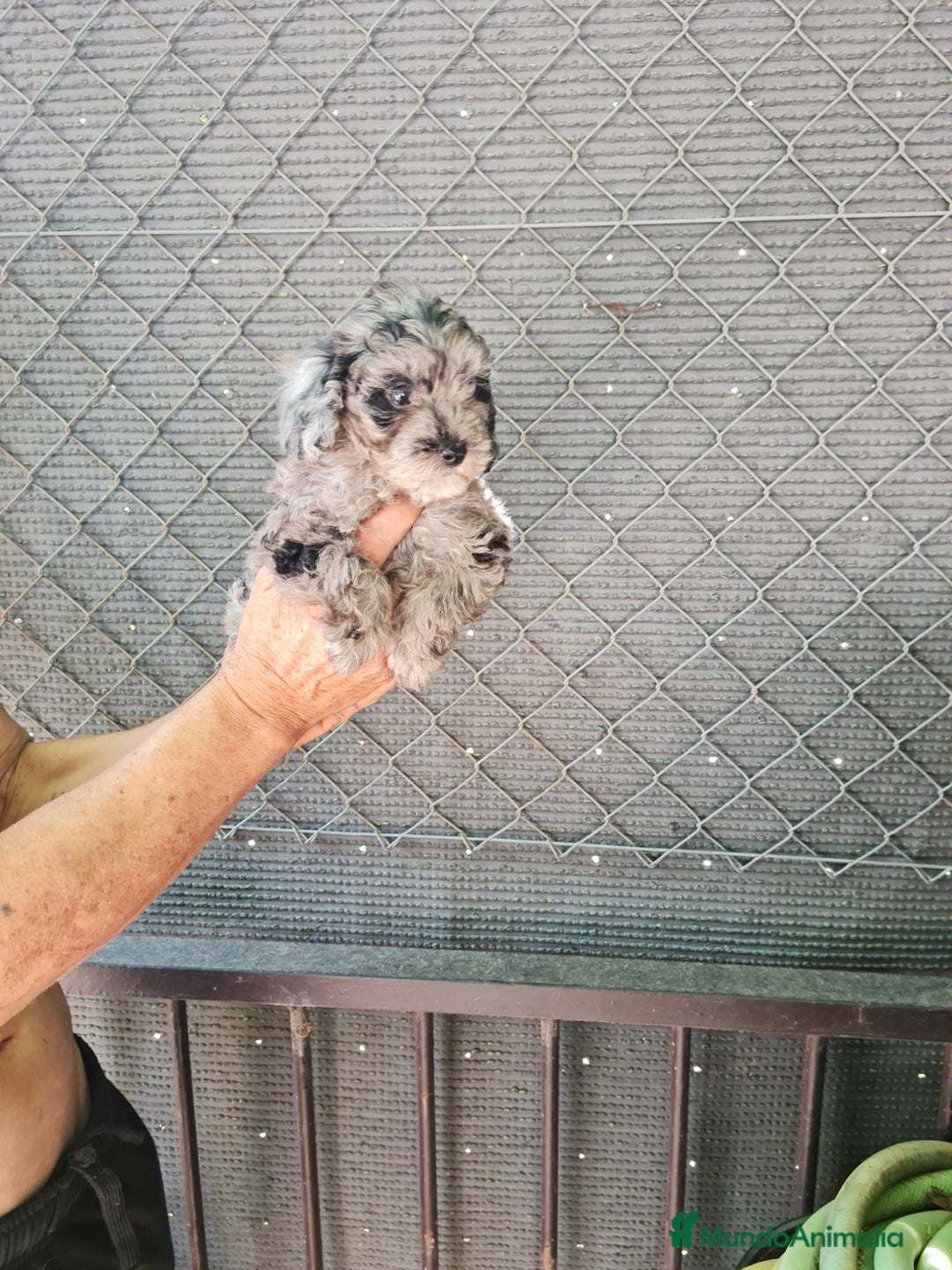 Caniche Toy perros en venta: Caniche toy  - Imagen 2