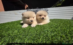 Pomerania perros en venta: Pomerania toy y minis  - Imagen 1