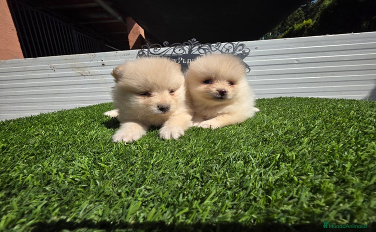 Pomerania perros - Propaganda 13
