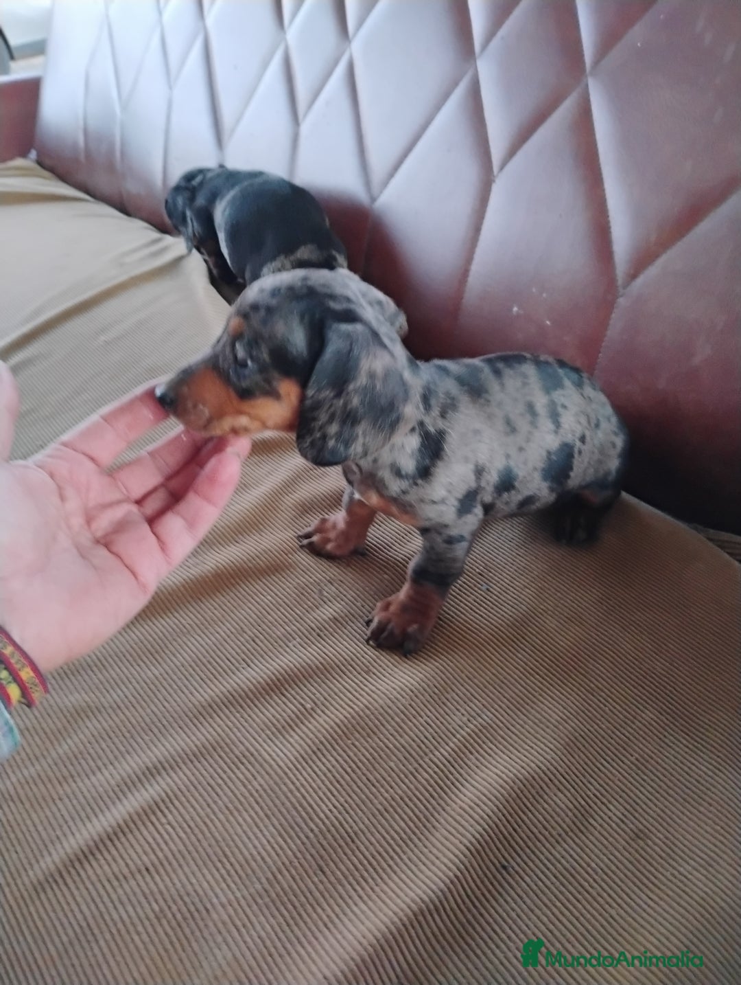 Teckel Miniatura perros en venta: Cachorrita teckel arlequín plata miniatura  - Anuncio 4