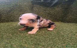 Teckel perros en venta: camada teckel canichen varios colores  - Imagen 6
