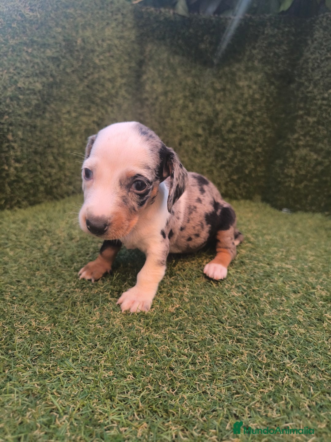 Teckel perros en venta: camada teckel canichen varios colores  - Imagen 6