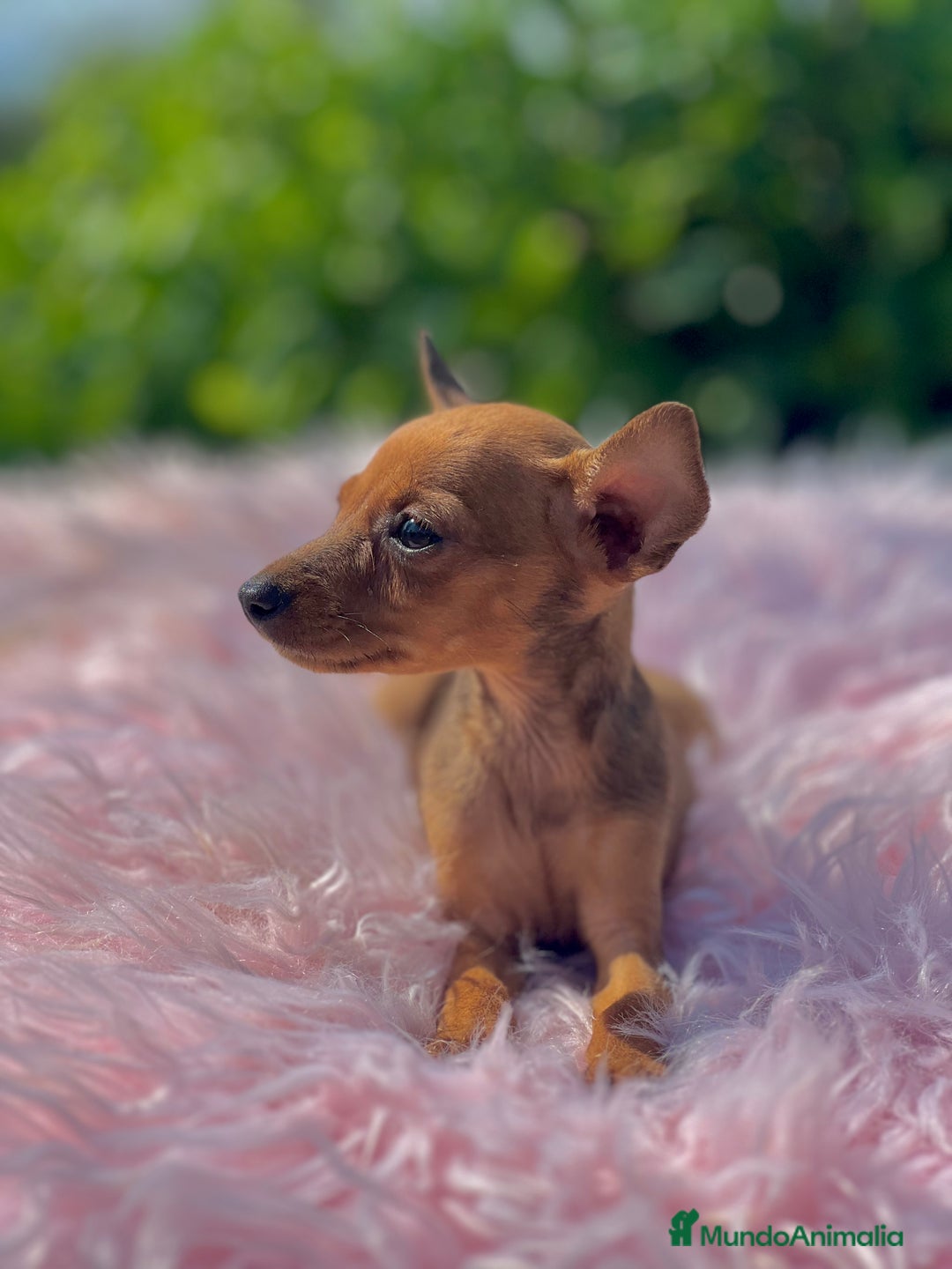 Ratón de Praga perros en venta: Ratona de Praga roja  - Imagen 7