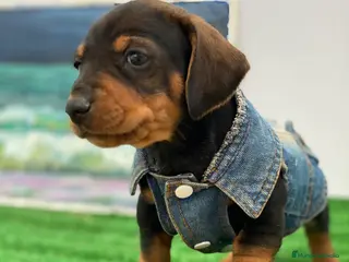 Teckel Miniatura perros Teckel miniatura PUPPY - Anuncio 32