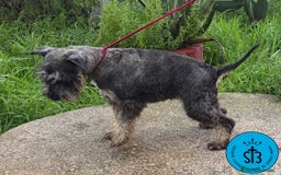 Schnauzer Miniatura perros en venta: SCHNAUZER MINIATURA PEDEGREE - Imagen 2