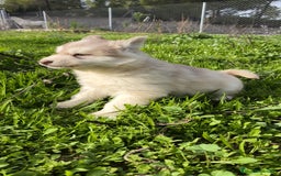 Husky Siberiano perros en venta: Husky SIBERIANO de calidad  - Imagen 10