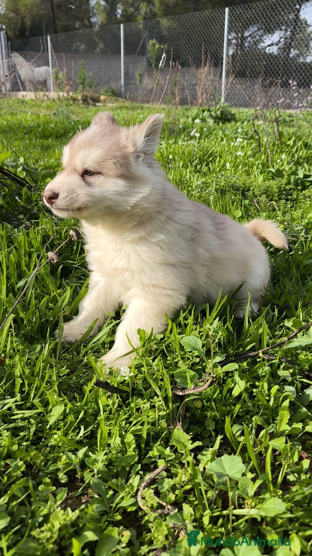 Husky Siberiano perros en venta: Husky SIBERIANO de calidad  - Imagen 10