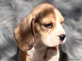Beagle perros en Barcelona - Anuncio 12
