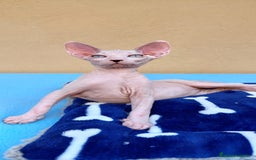 Sphynx gatos en venta: Preciosa hembrita ojos claros  - Imagen 2