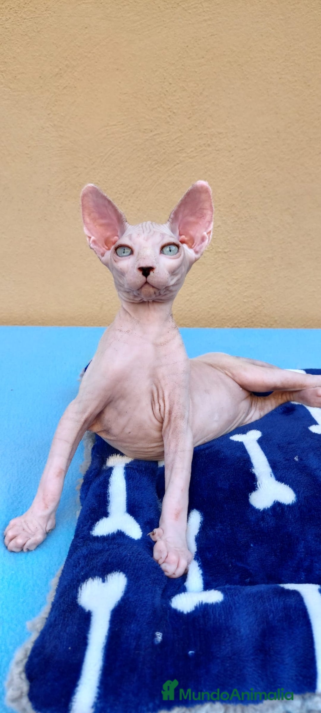 Sphynx gatos en venta: Preciosa hembrita ojos claros  - Imagen 2