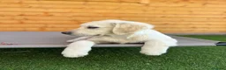 Golden Retriever perros en venta: Golden hembra  - Anuncio 1