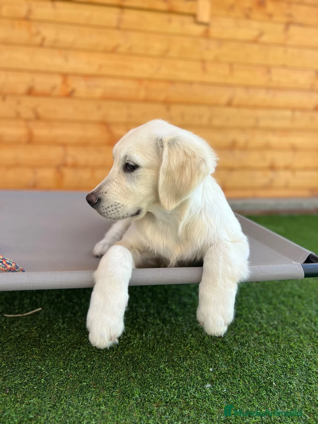 Golden Retriever perros en venta: Golden hembra  - Anuncio 1