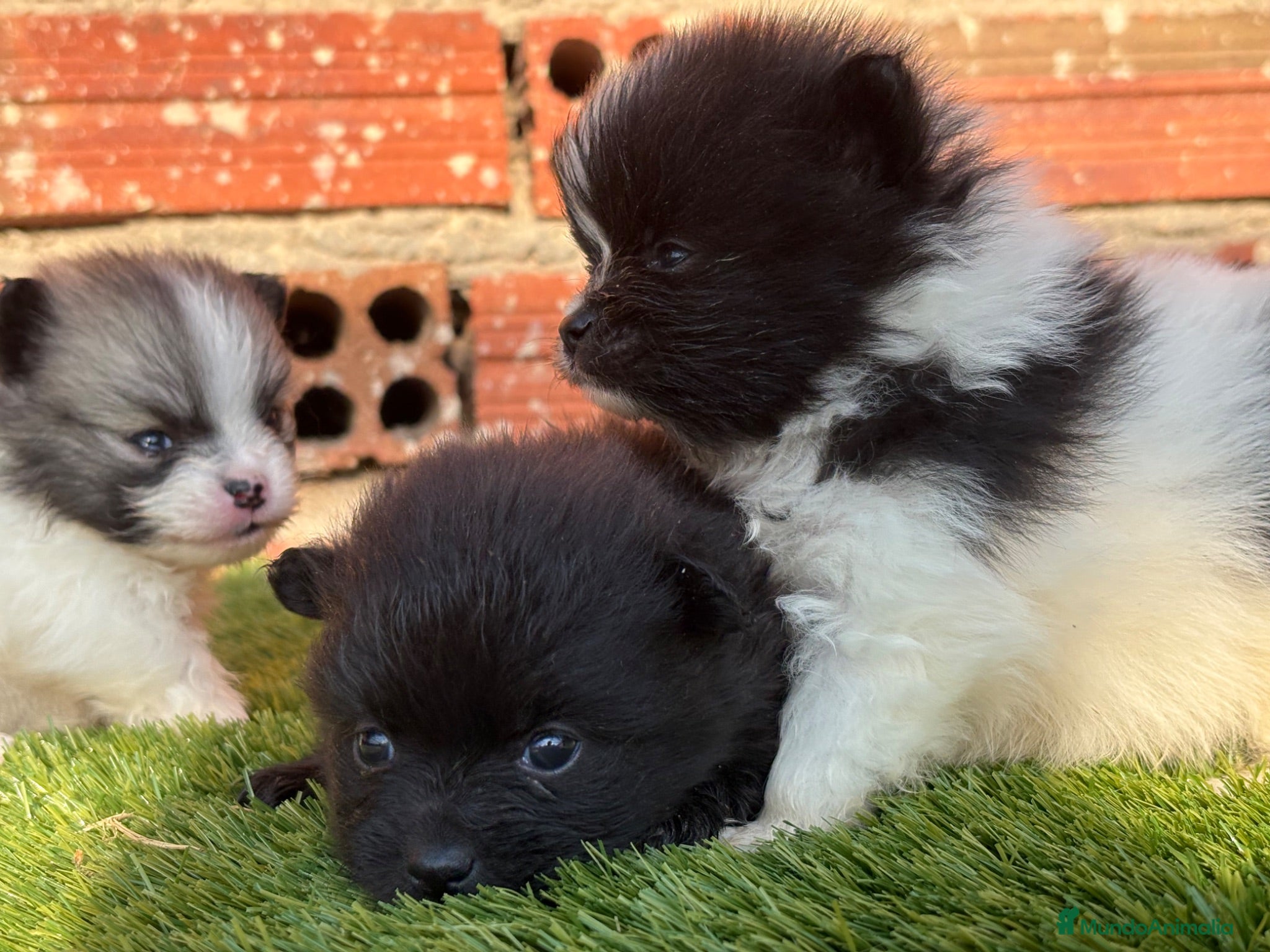 Pomerania perros CACHORROS POMERANIA - Anuncio 1