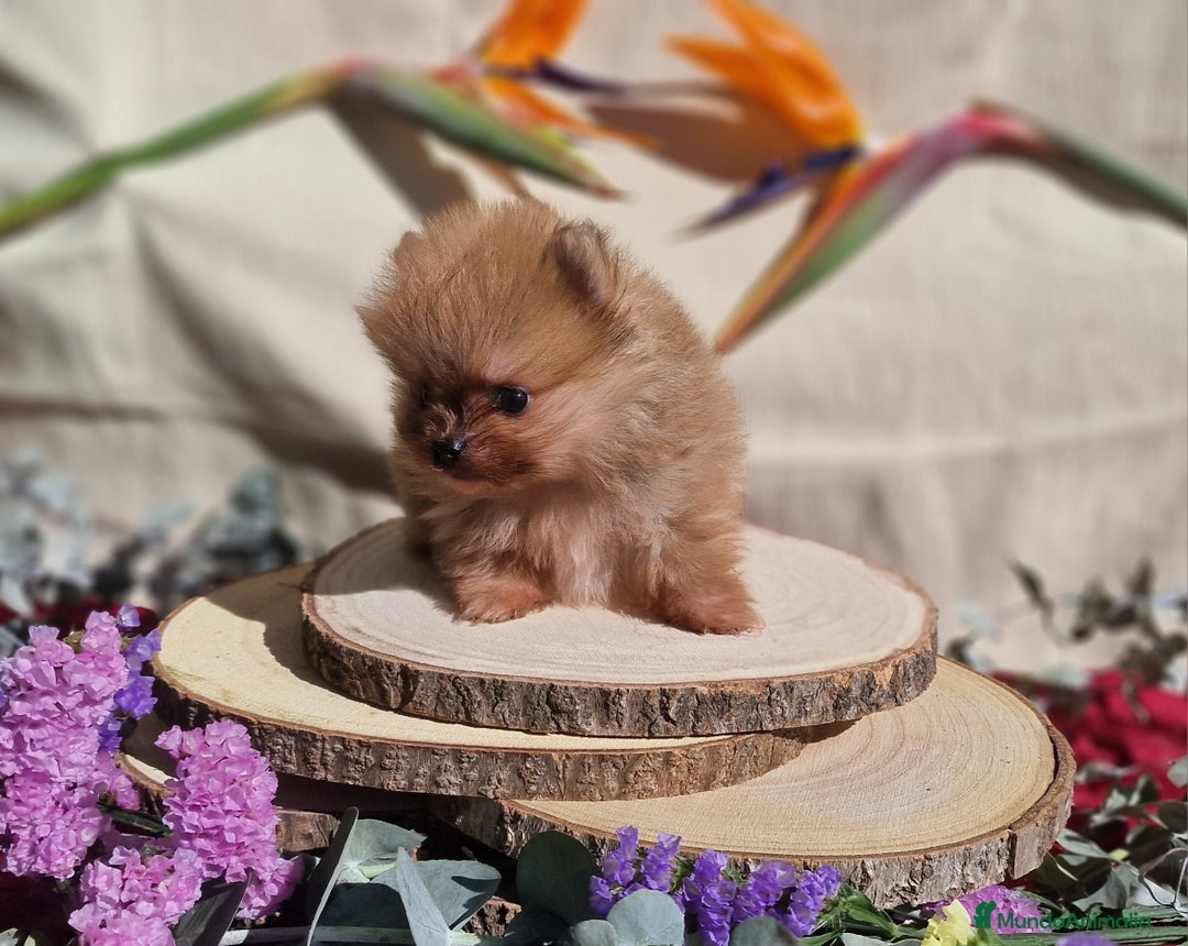 Pomerania perros en venta: Pomeranias toy - Anuncio 2