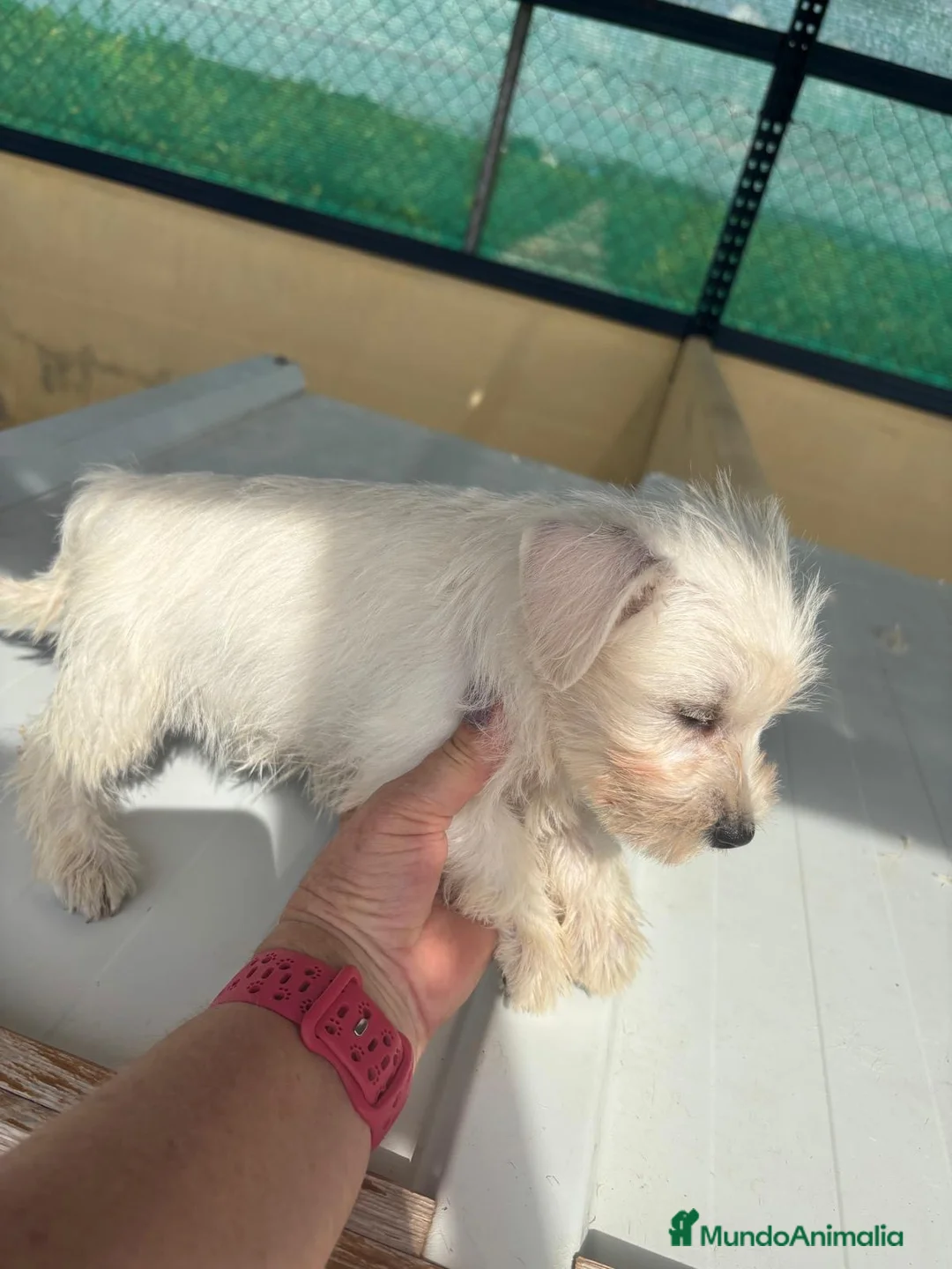 Schnauzer Miniatura perros en venta: CACHORRAS DE SCHNAUZER MINIATURA  - Anuncio 2