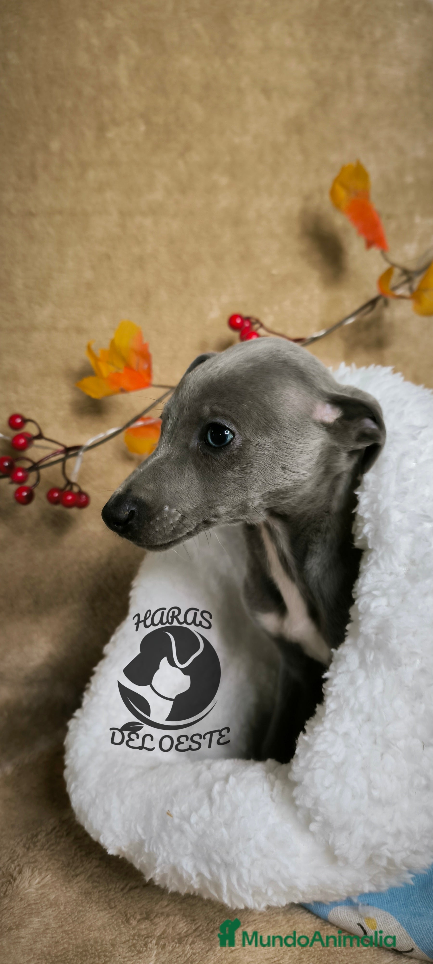 Pequeño Lebrel Italiano perros Piccolos  - Anuncio 6