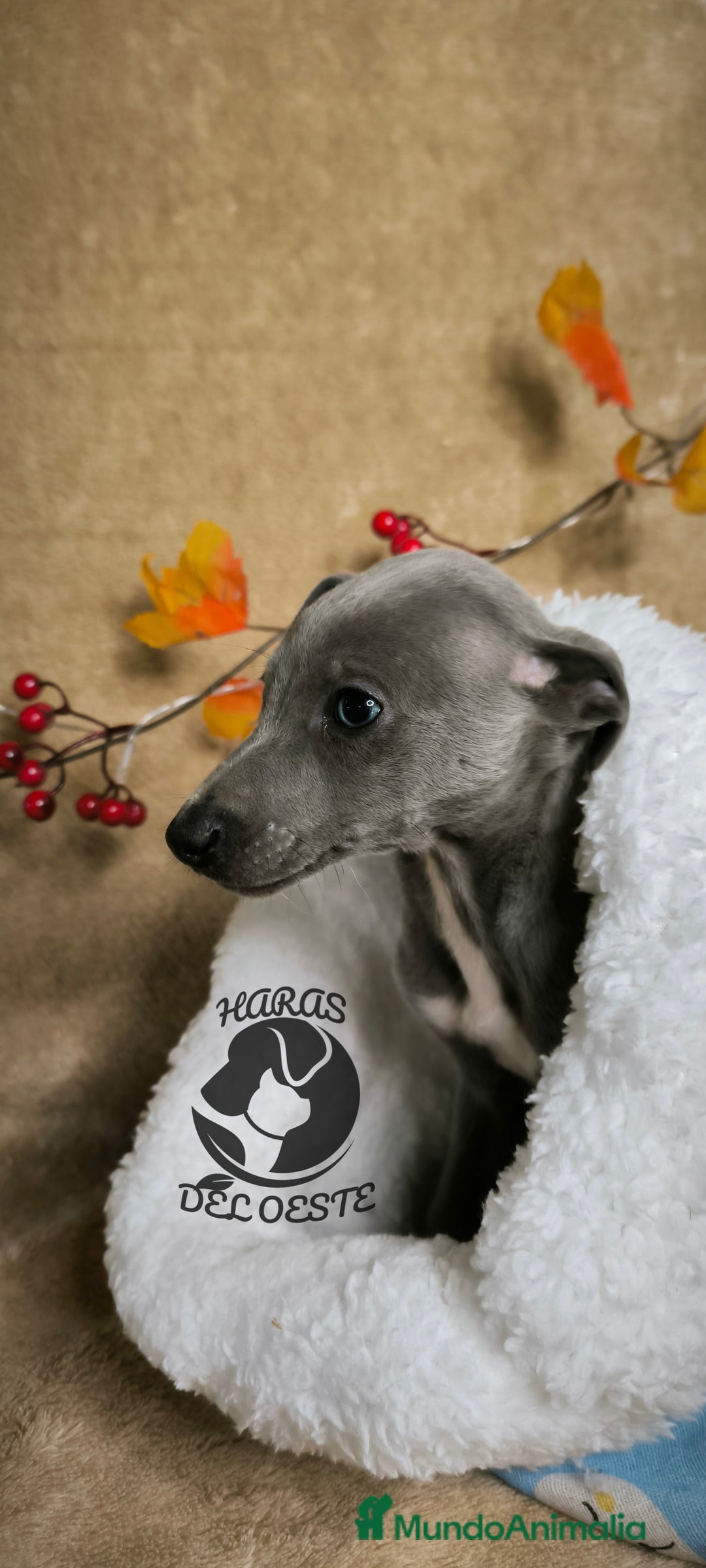 Pequeño Lebrel Italiano perros en venta: Piccolos  - Anuncio 1