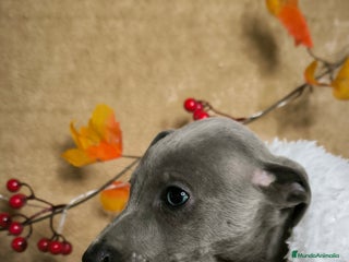 Pequeño Lebrel Italiano perros Piccolos - Anuncio 2