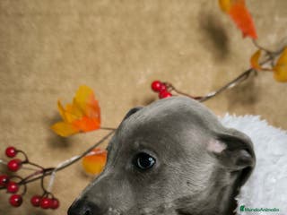 Pequeño Lebrel Italiano perros Piccolos - Anuncio 17