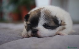 Pomerania perros en venta: 🌟 Prodigy y 🍪 Roscón – Pomerania únicos 🐾 - Imagen 3