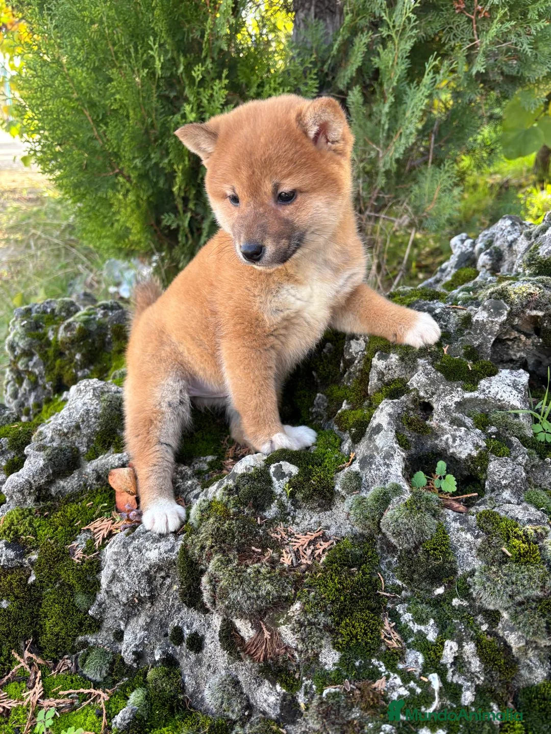 Shiba Inu perros en venta: Shiba Inu - Anuncio 4