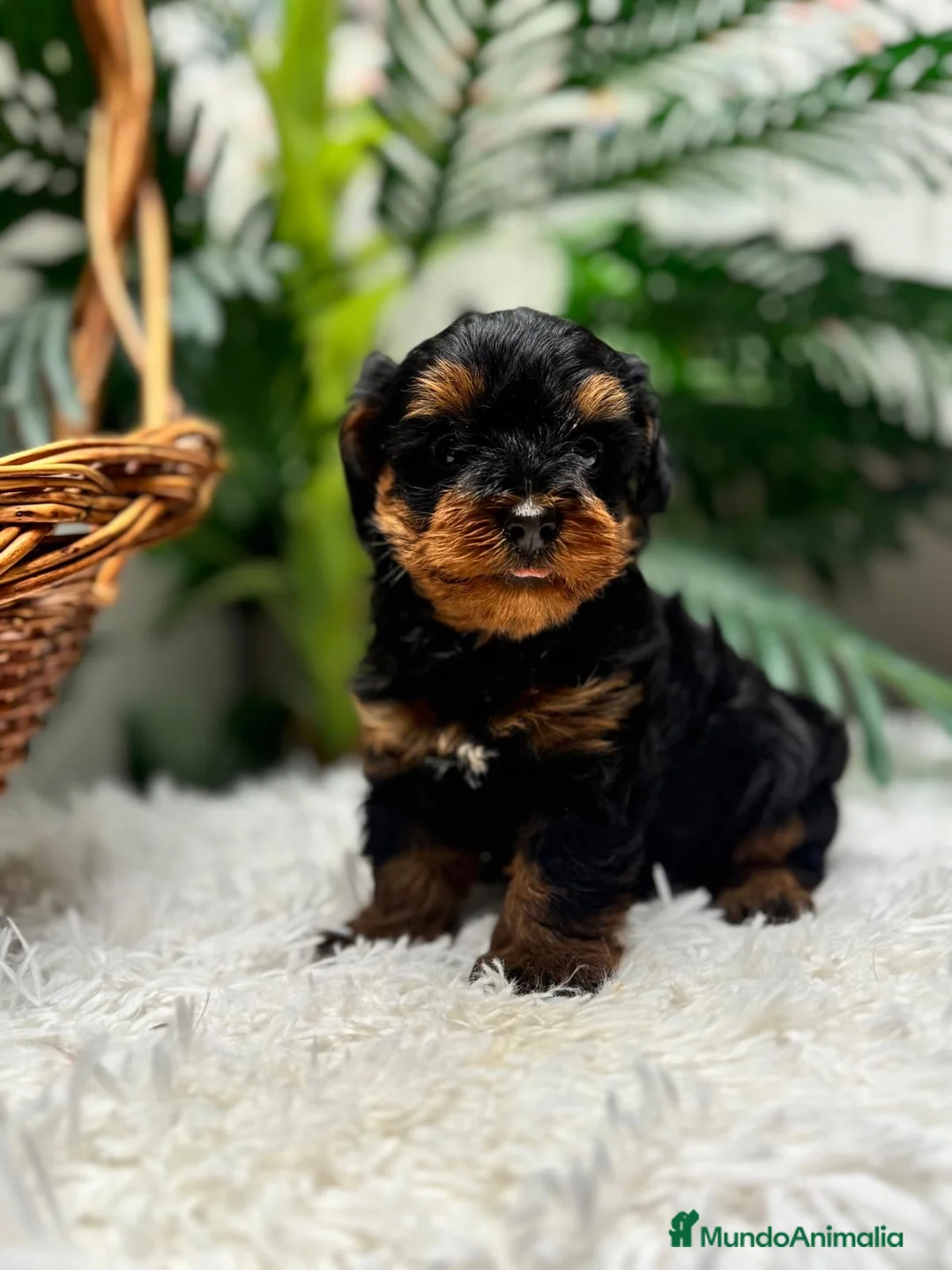 Maltipoo perros en venta: MALTIPOO🎀 - Anuncio 2