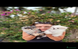 Pomerania perros en venta: Machitos pomerania  - Imagen 4