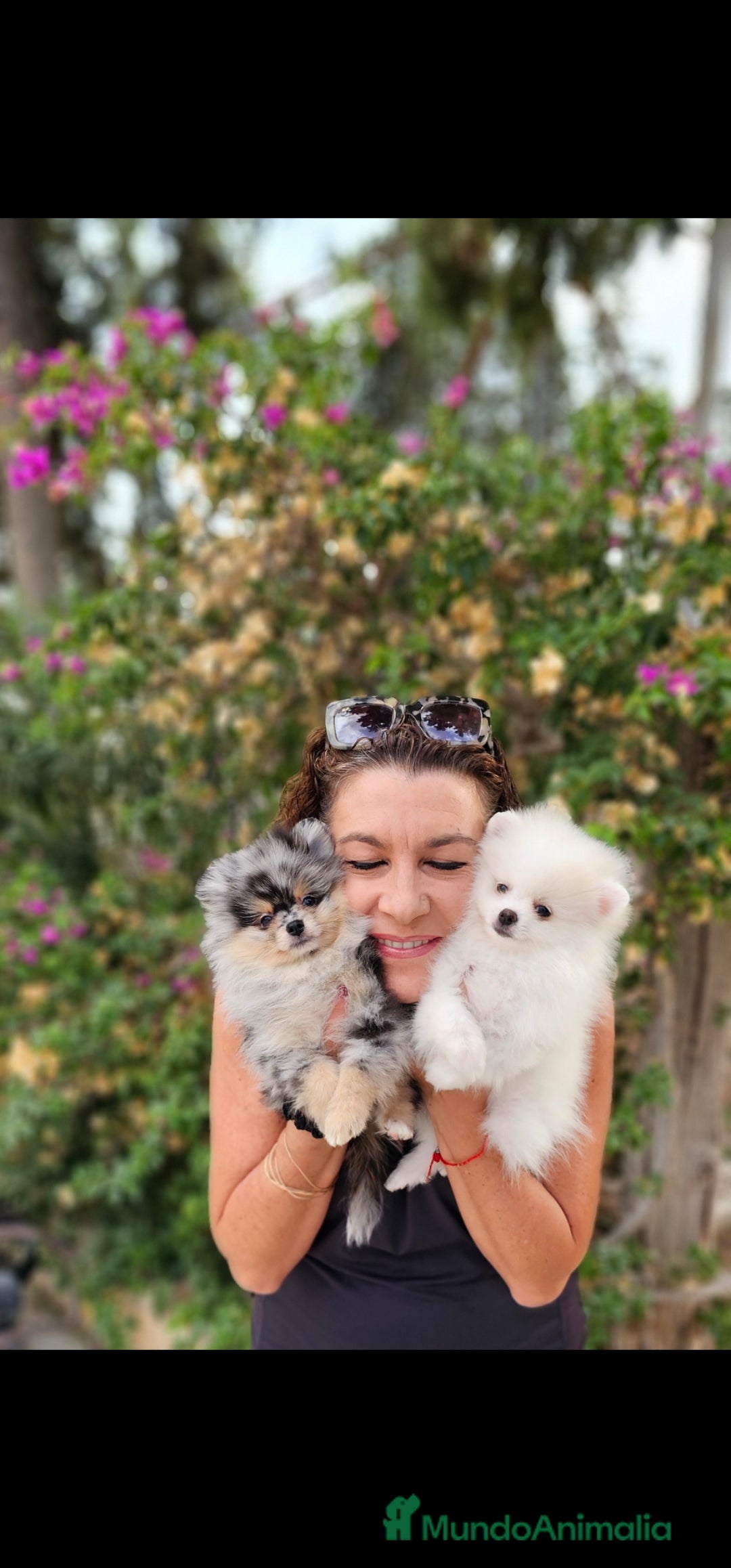 Pomerania perros en venta: Machitos pomerania  - Imagen 4