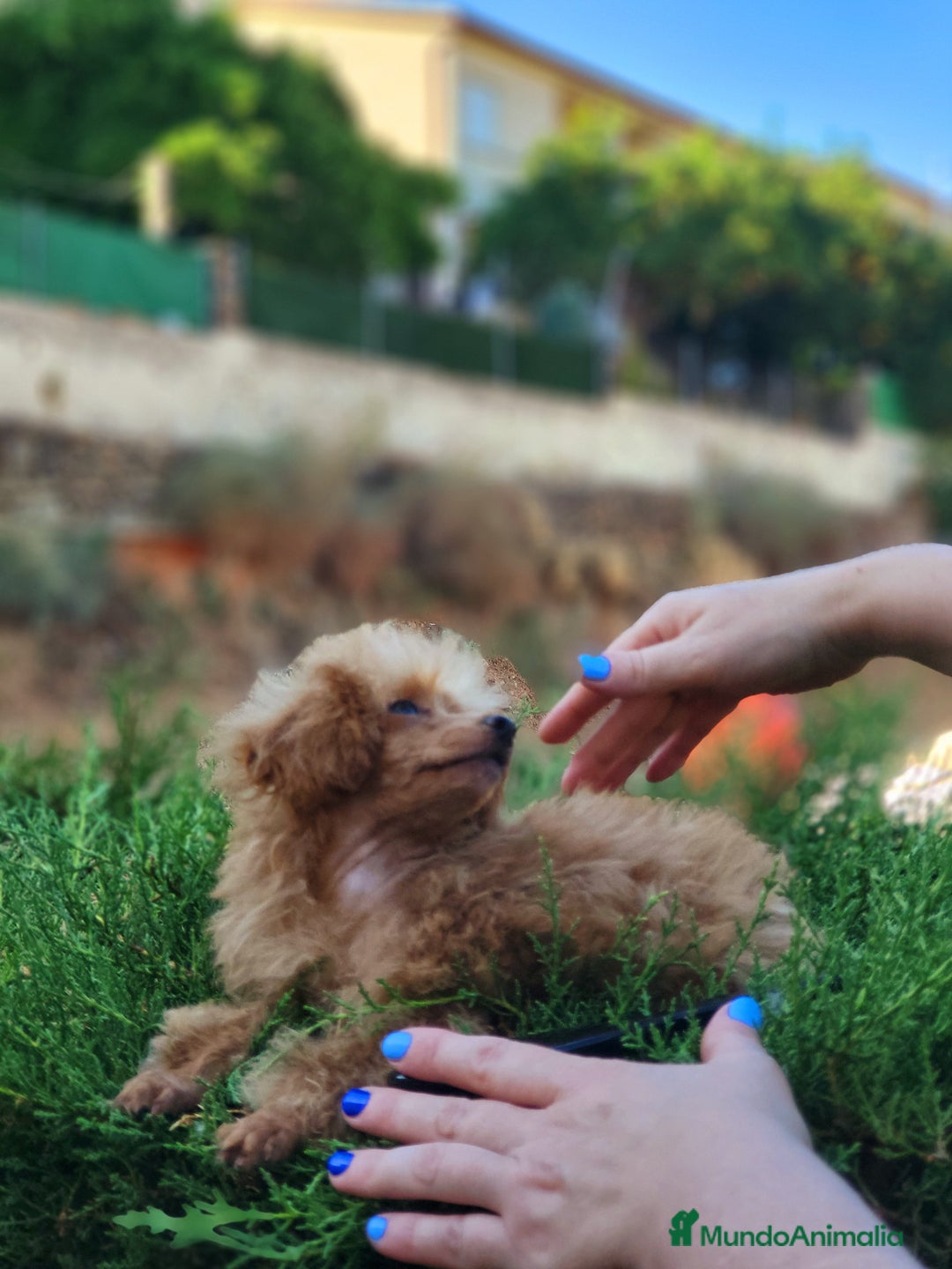 Caniche Toy perros en venta: Hembrita diminuta  - Imagen 5