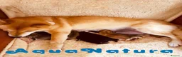 Shiba Inu perros en venta: Camada SHIBA INU de Mar - AQUANATURA en Barcelona - Anuncio 2