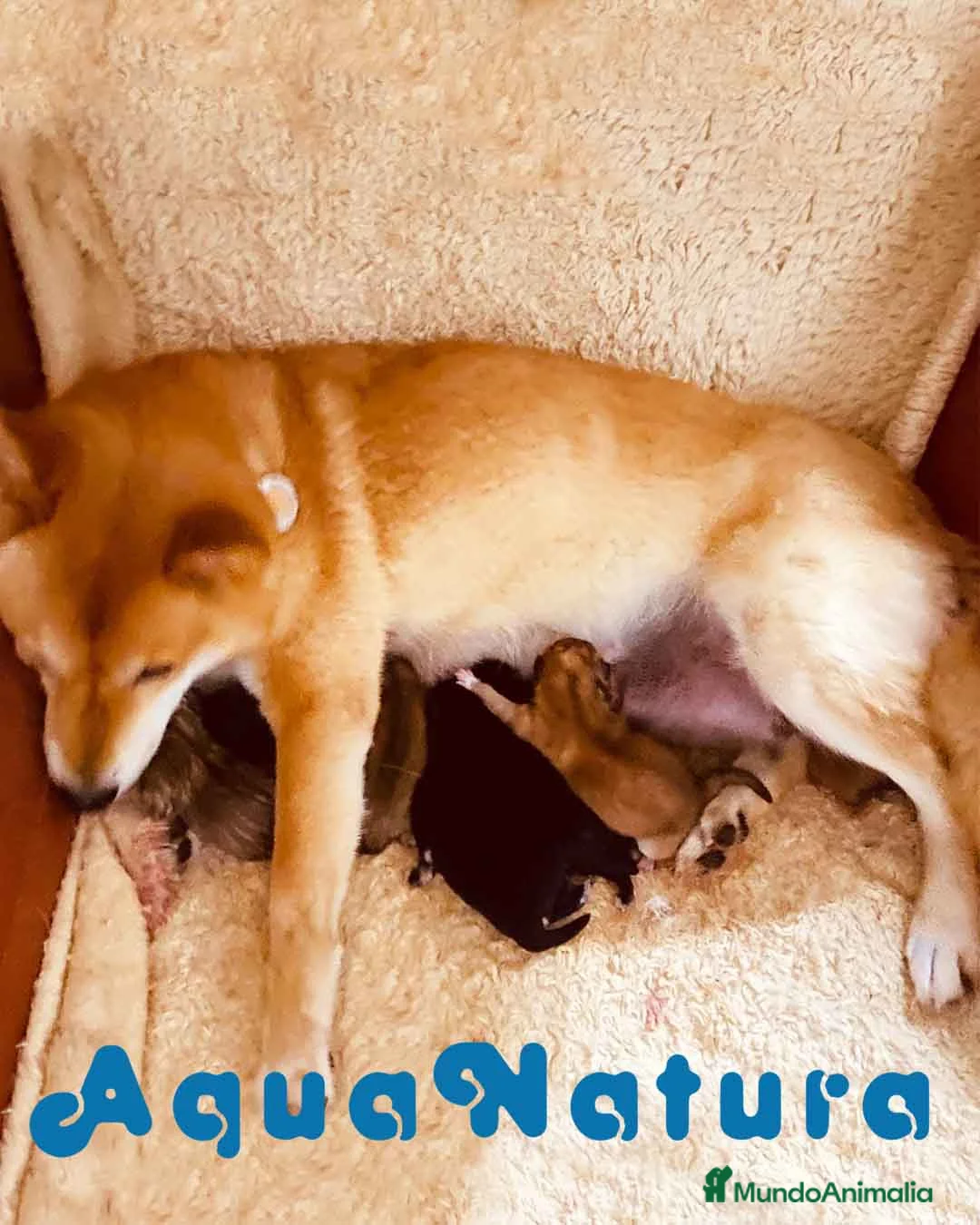 Shiba Inu perros en venta: Camada SHIBA INU de Mar - AQUANATURA en Barcelona - Anuncio 2
